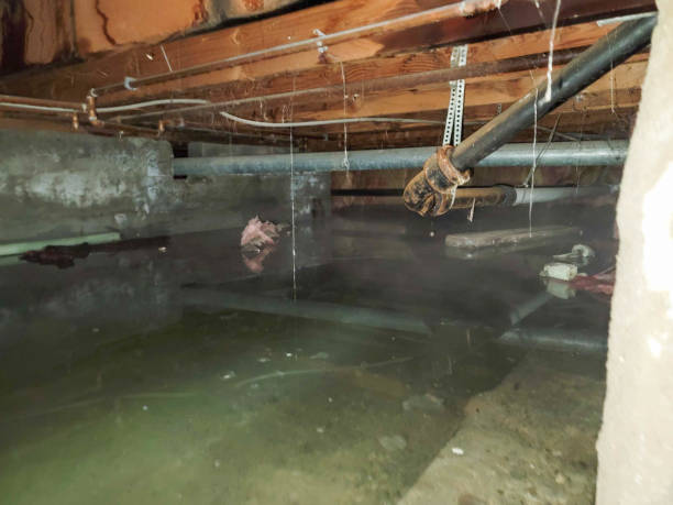 Best Water damage restoration process  in Deatsville, AL